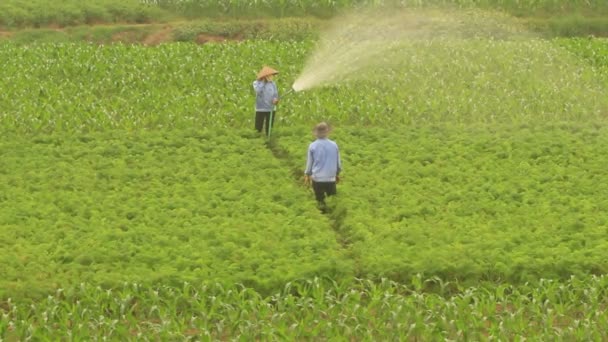 Haiduong, Vietnam, 31 mars 2015, Femme arrosant les champs de carottes — Video