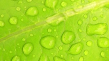 Yaprağın üzerine çiy damlası