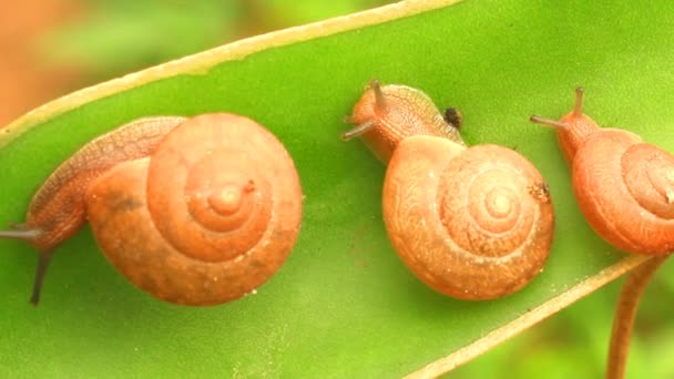 Snail crawling on a leaf — Stock Video