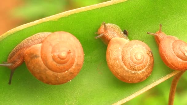 Caracol arrastrándose sobre una hoja — Vídeos de Stock