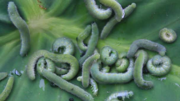 Зеленая гусеница на листочке — стоковое видео