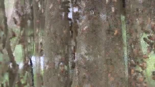 Menschen fangen Bienen mit Netz — Stockvideo