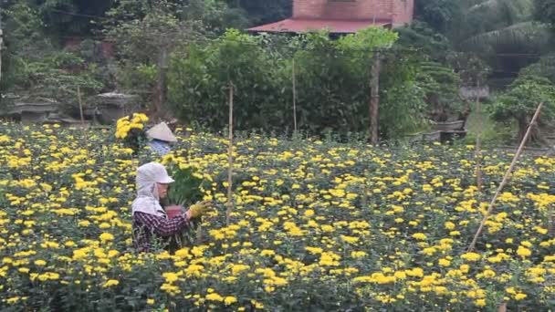 Haiduong, Vietnam, mars, 23, 2015, kvinnor plocka daisy på fältet — Stockvideo
