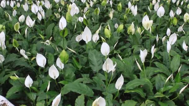 Flores en el parque — Vídeos de Stock