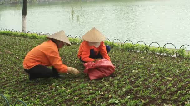 Hanoi, Vietnam, March, 27, 2015, Unidentified workers plant tree in the park — Stock Video