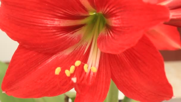 Fleur de lis rouge dans le vent — Video