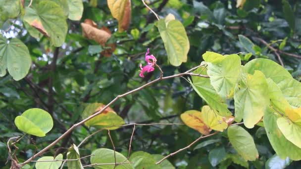 Bloemen bloeien in het park — Stockvideo