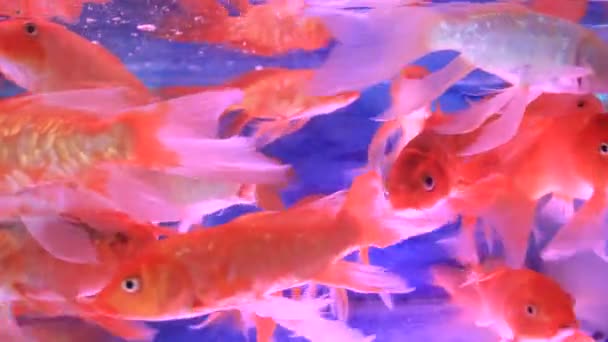 Acquario acquario acquario — Video Stock