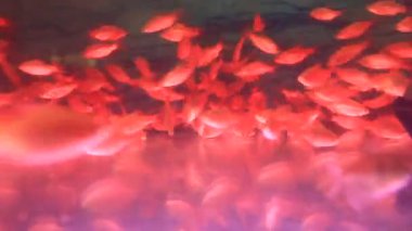 akvaryum balıkları tankı