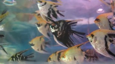 akvaryum balıkları tankı