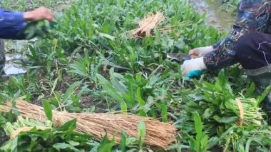 Haiduong, Vietnam, 24 Aralık: Çiftçiler üzerinde 24 Aralık 2014 yılında Hai Duong, Vietnam aromatik sebze bahçesinde hasat.