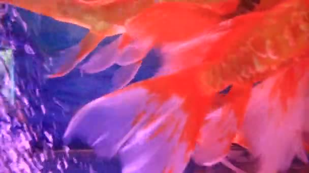 魚の水槽 — ストック動画
