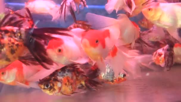Akwarium akwarium — Wideo stockowe