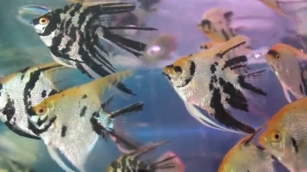 Aquário aquário aquário — Vídeo de Stock