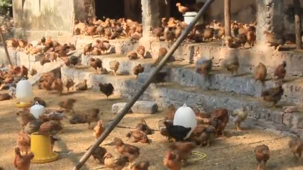 The chicken farm — Stock Video
