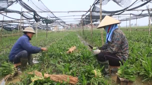Haiduong, Vietnã, 24 de dezembro: Agricultores colhem vegetais aromáticos no jardim em 24 de dezembro de 2014 em Hai Duong, Vietnã . — Vídeo de Stock