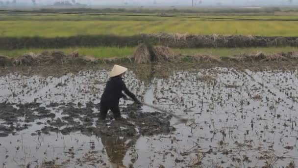 Agricultrice travaillant dans le champ avec houe — Video