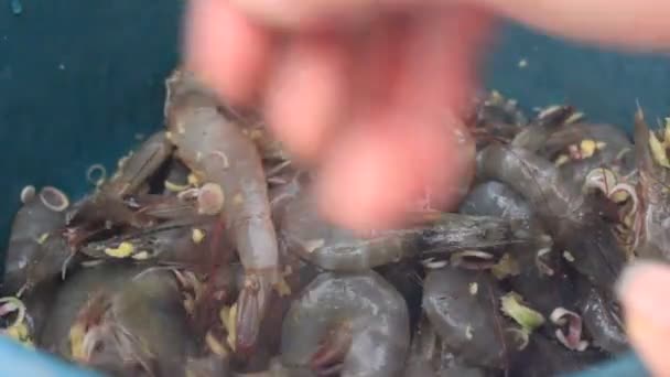 Live shrimp — Stock Video