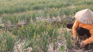 Hai Duong, Vietnam, Ocak, 2: Çiftçiler 2 Ocak 2015 yılında Hai Duong, Vietnam Tarih alanında soğan hasat