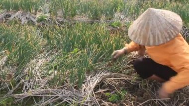 Hai Duong, Vietnam, Ocak, 2: Çiftçiler 2 Ocak 2015 yılında Hai Duong, Vietnam Tarih alanında soğan hasat