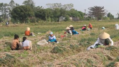 Hai Duong, Vietnam, Ocak, 2: Çiftçiler 2 Ocak 2015 yılında Hai Duong, Vietnam Tarih alanında soğan hasat