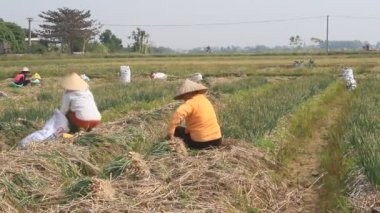 Hai Duong, Vietnam, Ocak, 2: Çiftçiler 2 Ocak 2015 yılında Hai Duong, Vietnam Tarih alanında soğan hasat