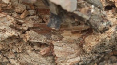 koza içinde solucan