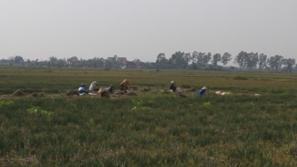HAI DUONG, VIETNAM, ENERO, 2: Los agricultores cosechan cebolla en el campo el 2 de enero de 2015 en Hai Duong, Vietnam — Vídeos de Stock
