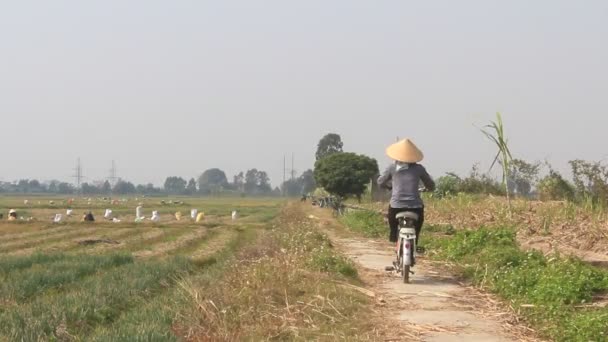 HAI DUONG, VIETNAM, ENERO, 2: Los agricultores cosechan cebolla en el campo el 2 de enero de 2015 en Hai Duong, Vietnam — Vídeos de Stock