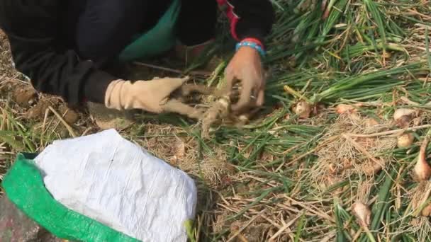 Hai duong, vietnam, januar, 2: Bauern ernten Zwiebel auf dem Feld am 2. januar 2015 in hai duong, vietnam — Stockvideo