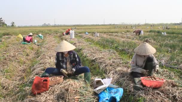 ХАЙ ЦОНГ, ВИТНАМ, ЯНВАРЬ, 2 января: Фермеры собирают лук на поле 2 января 2015 года в Хайдыонге, Вьетнам. — стоковое видео