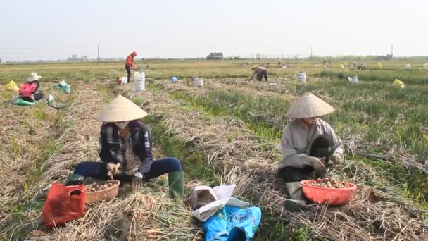HAI DUONG, VIETNAM, JANEIRO, 2: Agricultores colher cebola no campo em janeiro, 2, 2015 em Hai Duong, Vietnã — Vídeo de Stock