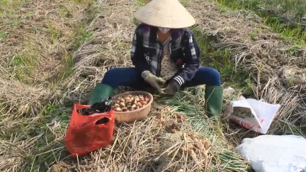 HAI DUONG, VIETNAM, 2 JANVIER : Les agriculteurs récoltent l'oignon sur le champ le 2 janvier 2015 à Hai Duong, Vietnam — Video