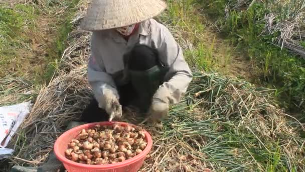 農民が 2015 年 1 月 2 日のベトナム ハイズオンのフィールドでタマネギを収穫ハイズオン、ベトナム、1 月 2 日。 — ストック動画