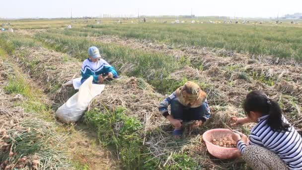 ХАЙ ЦОНГ, ВИТНАМ, ЯНВАРЬ, 2 января: Фермеры собирают лук на поле 2 января 2015 года в Хайдыонге, Вьетнам. — стоковое видео