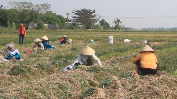 HAI DUONG, VIETNAM, JANEIRO, 2: Agricultores colher cebola no campo em janeiro, 2, 2015 em Hai Duong, Vietnã — Vídeo de Stock