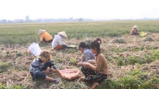 HAI DUONG, VIETNAM, ENERO, 2: Los agricultores cosechan cebolla en el campo el 2 de enero de 2015 en Hai Duong, Vietnam — Vídeos de Stock