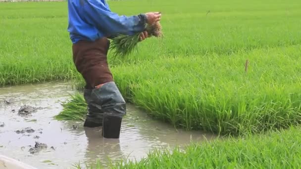 Haiduong, Vietnam, 27 de enero de 2015: Retirada del agricultor tirando de plántulas de arroz  . — Vídeos de Stock