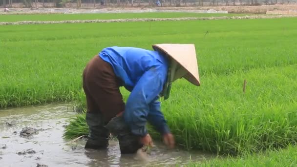 Haiduong, Vietnam, 27. Januar 2015: Landwirt zieht Reissämlinge aus dem Feld . — Stockvideo