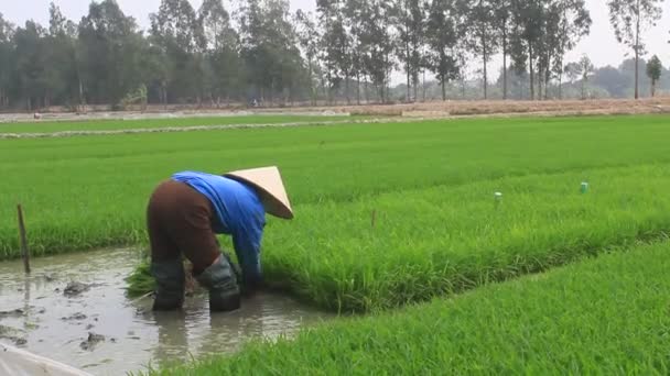 Haiduong, Vietnam, 27 de enero de 2015: Retirada del agricultor tirando de plántulas de arroz  . — Vídeos de Stock