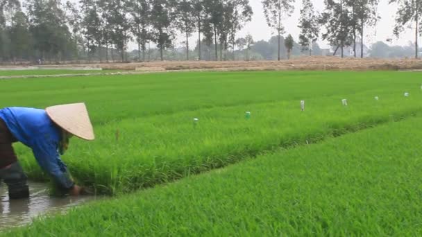 Haiduong, Vietnam, 27 de enero de 2015: Retirada del agricultor tirando de plántulas de arroz  . — Vídeos de Stock