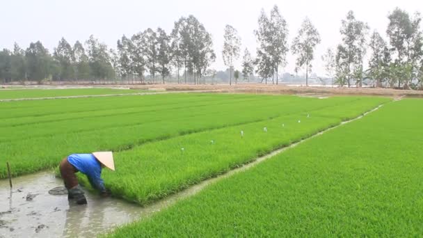 Haiduong, Vietnam, január, 27, 2015: farmer visszavonása húz rizs palánták . — Stock videók