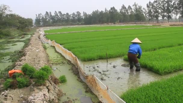 Haiduong, Vietnam, 27 gennaio 2015: Ritiro dell'agricoltore tirando piantine di riso  . — Video Stock