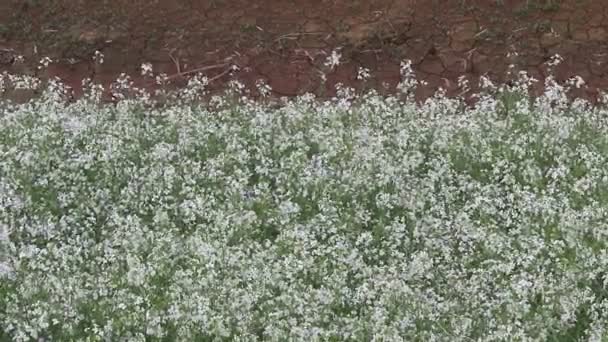 Blumen blühen im Park — Stockvideo