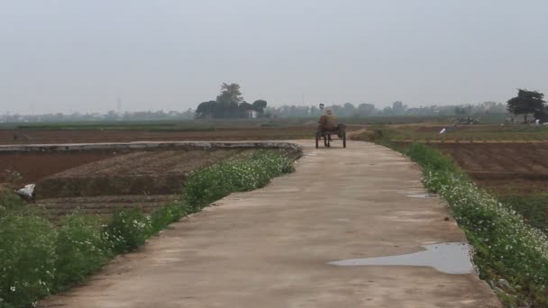 Transporte puxado a cavalo na estrada — Vídeo de Stock