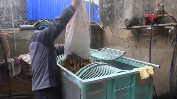 Haiduong, Vietnã, 10 de fevereiro de 2015: pessoas processando farinha de Kudzu — Vídeo de Stock