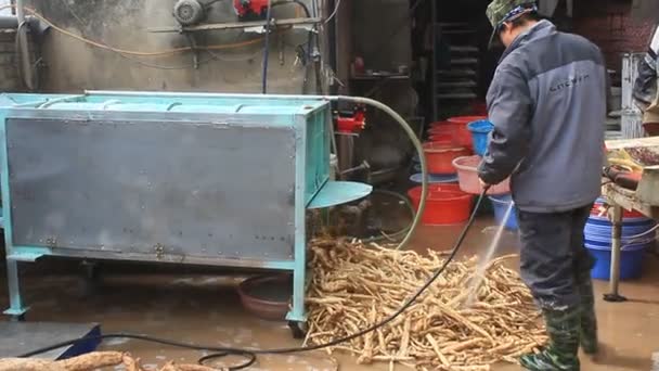 Haiduong, Vietnã, 10 de fevereiro de 2015: pessoas processando farinha de Kudzu — Vídeo de Stock