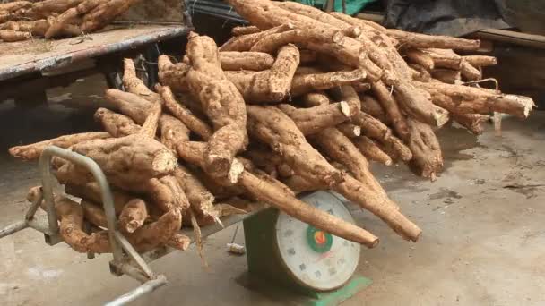 Processing Kudzu flour — Stock Video