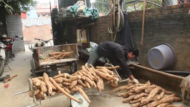 Haiduong, vietnam, 10. februar 2015: menschen, die kudzu mehl verarbeiten — Stockvideo