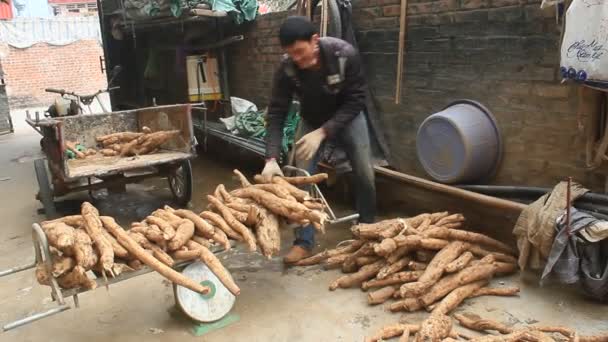 Haiduong, Vietnam, 10 de febrero de 2015: personas procesando harina de Kudzu — Vídeo de stock